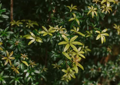 839593-green-foliage-web-1280px.jpg