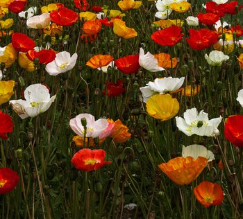 upturned-colorful-flower-heads-on-slender-green-stalks