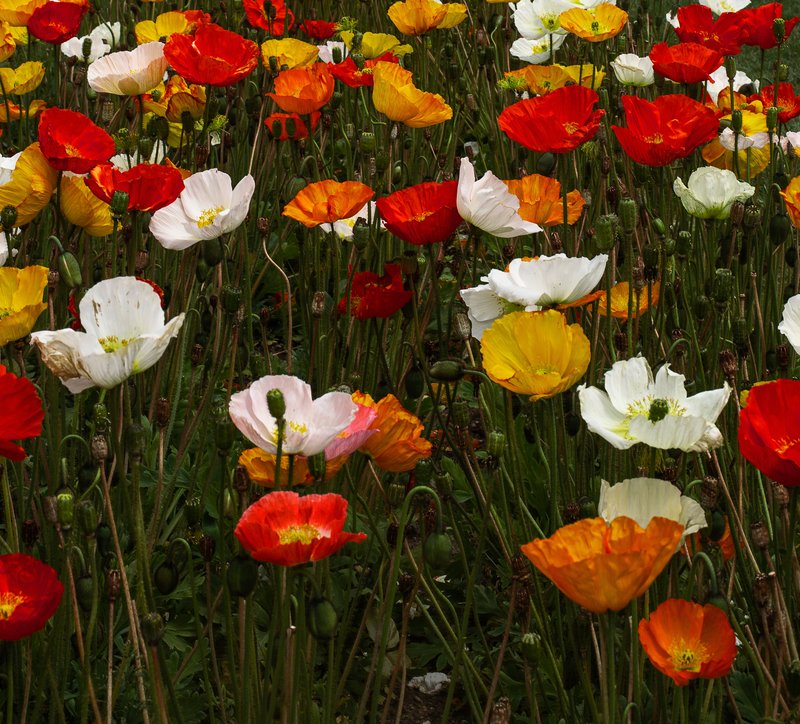 upturned-colorful-flower-heads-on-slender-green-stalks